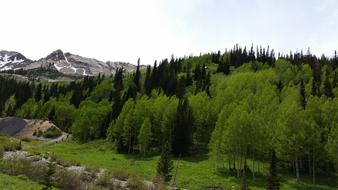 Mountain Trees Tailing