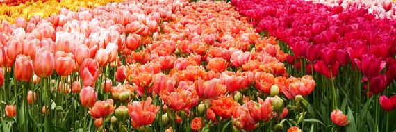 Nature Flora Flower