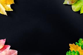 Autumn Orange Nature