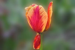 Tulip Blossom macro blur