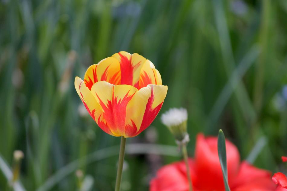 the orange bud in the garden blooms in springtime