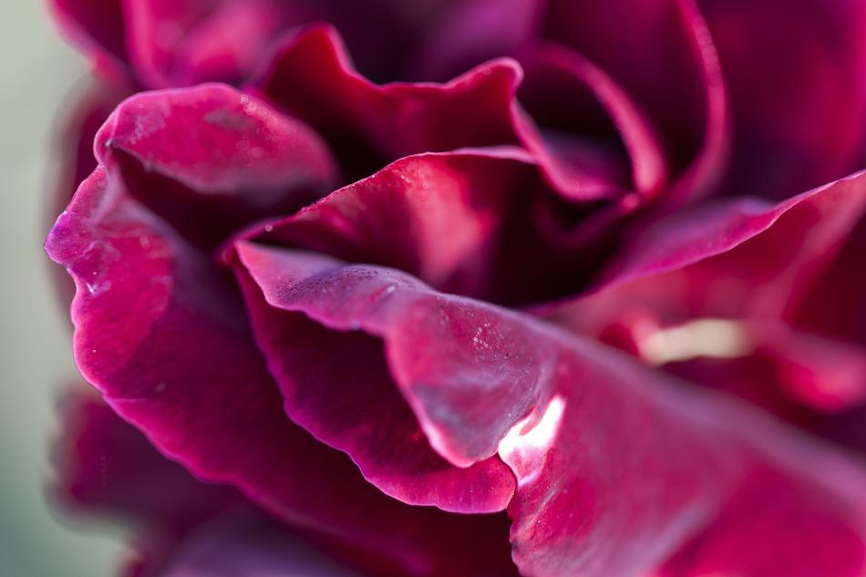 Petals Rose Red