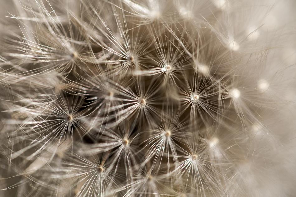 Dandelion Detail Macro