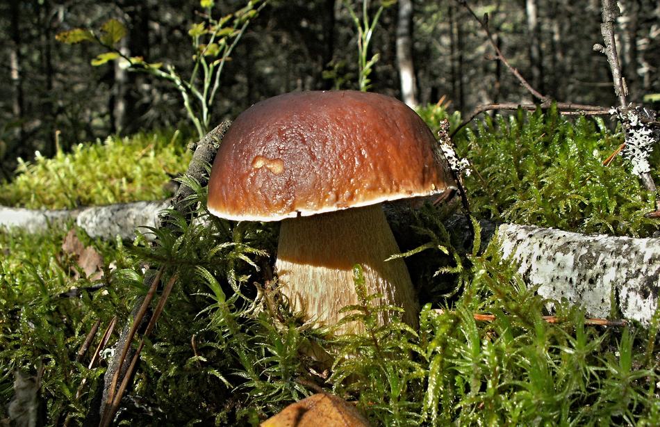 Mushroom Nature blur macro