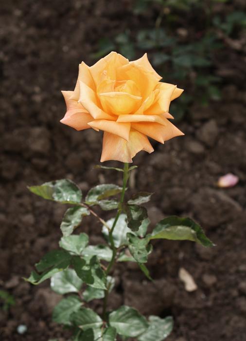 Flower Rose