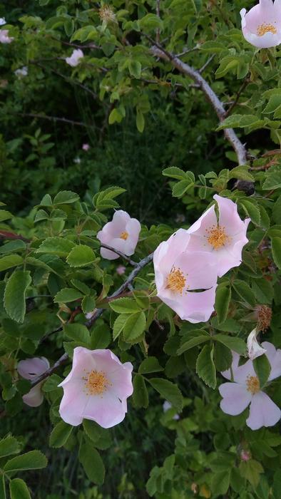 Rosehip Rosa Flower