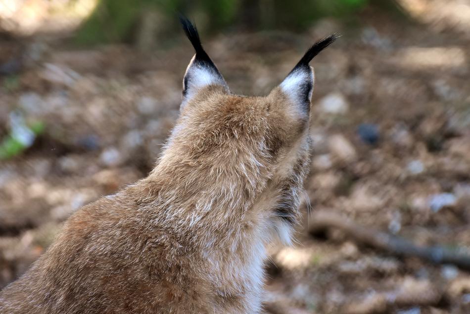 Lynx Wild Animal Wildcat