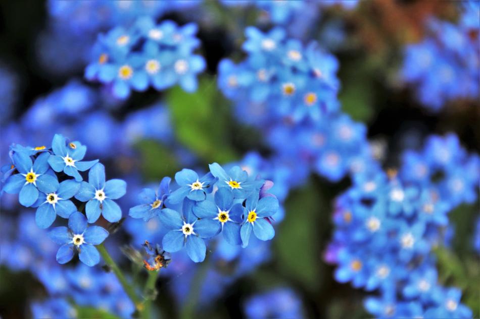 Blue Nots Flower