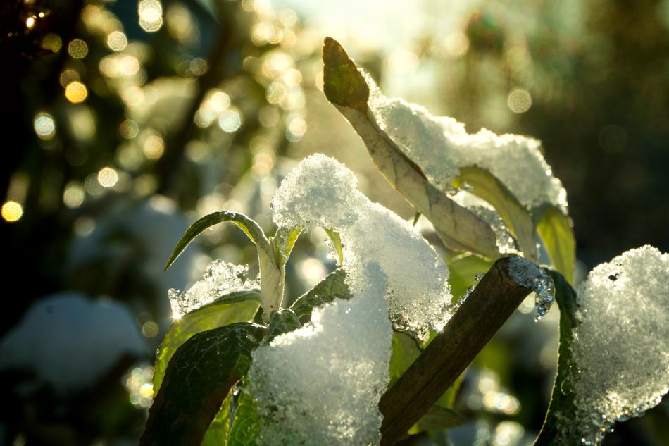 Tree Nature Winter