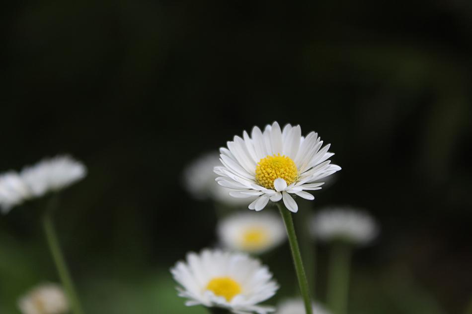 Nature Plant Summer