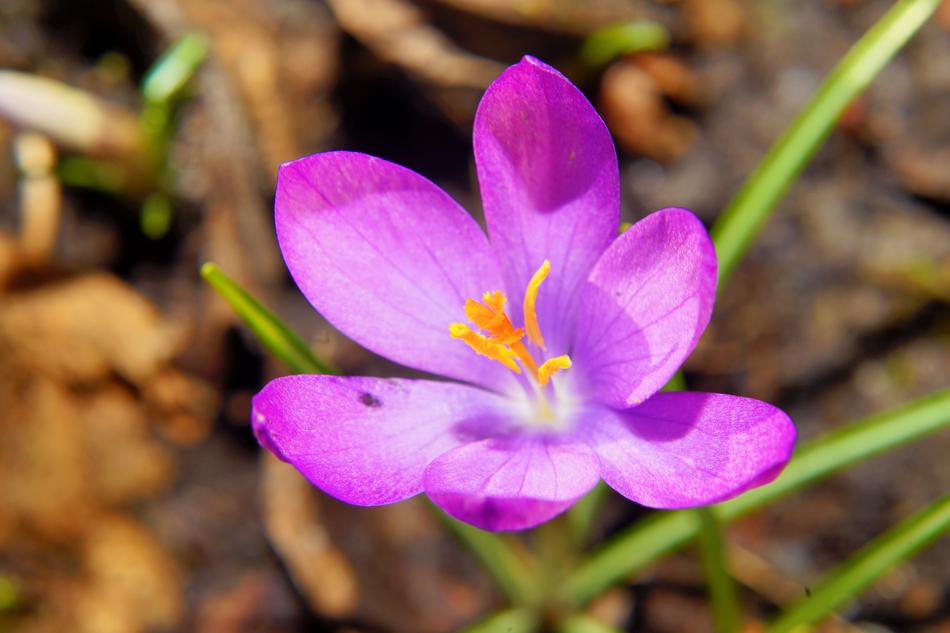 Nature Flower Plant