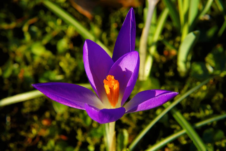 Nature Flower Plant