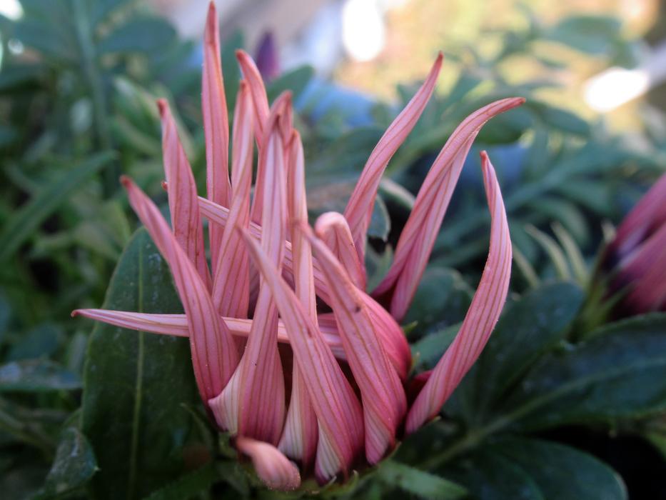 Nature Plant