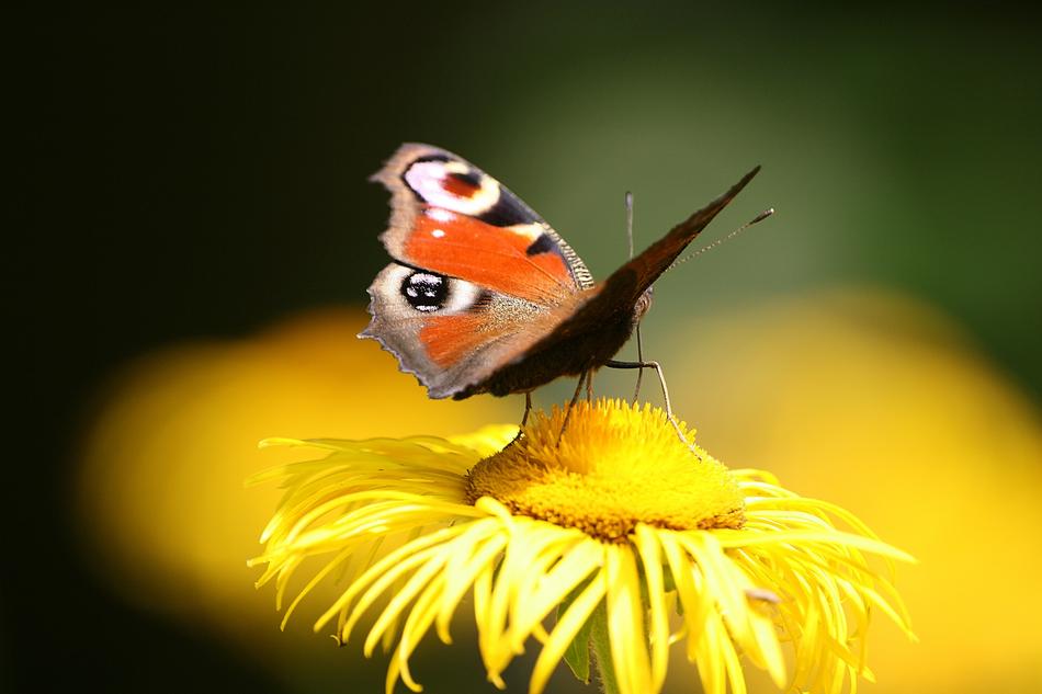 Nature Insect Butterfly Day