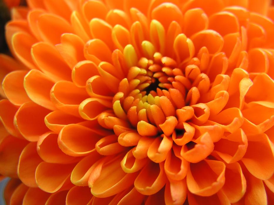 Color Closeup Flora