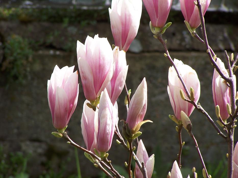 Flower Nature Plant