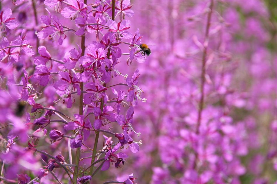 Flower The Nature Of Plant