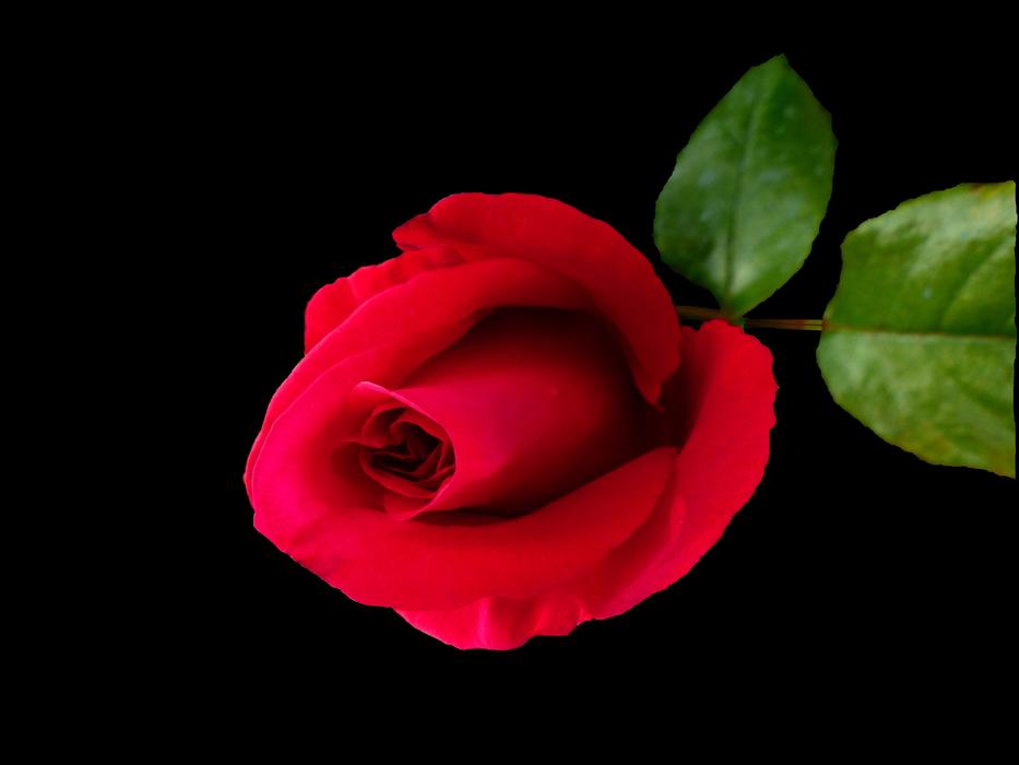Flower No Person Petal