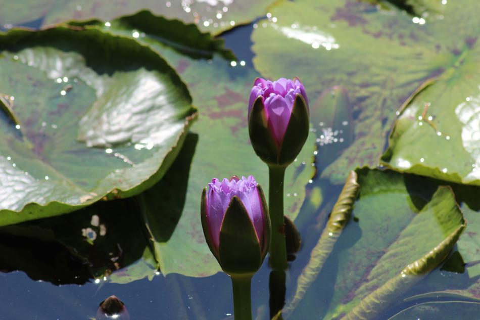 Flower Leaf Flora