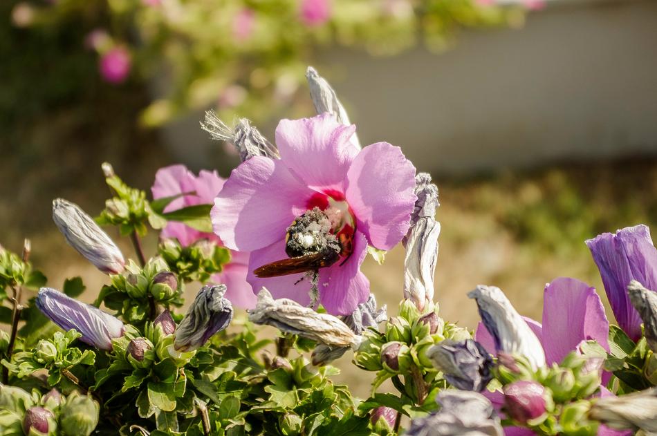 Flower Nature Plant