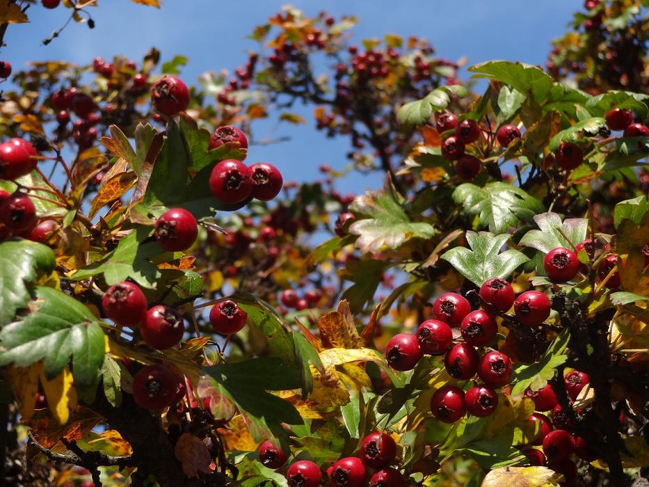 Nature Fruit Red