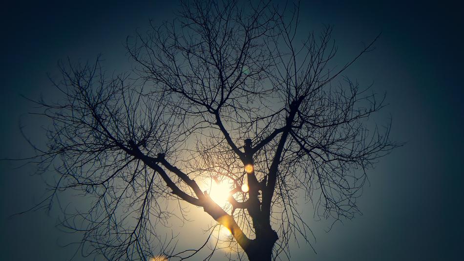 Tree Dawn Winter