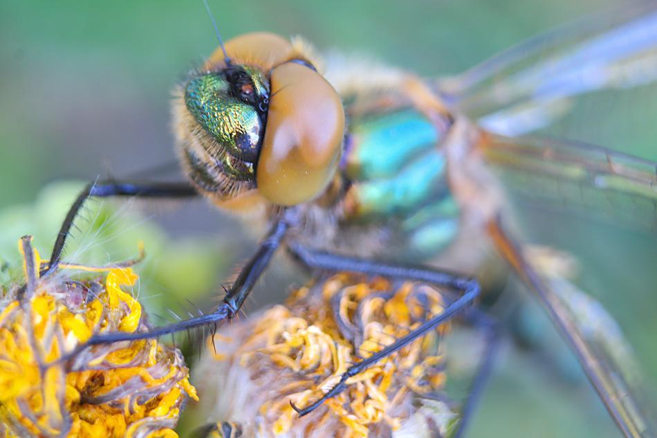 Nature Insect