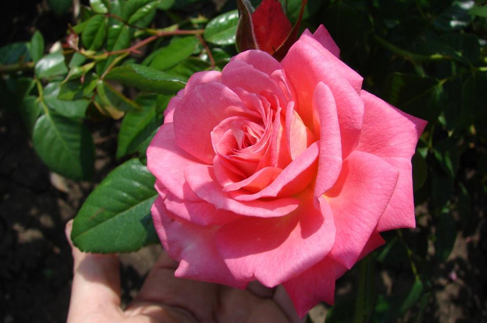 Flower Rose Nature