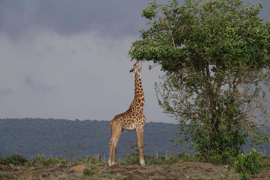 a giraffe eats leaves from a tree