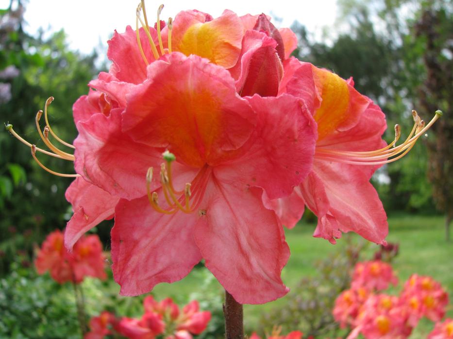 Nature Flower Plant