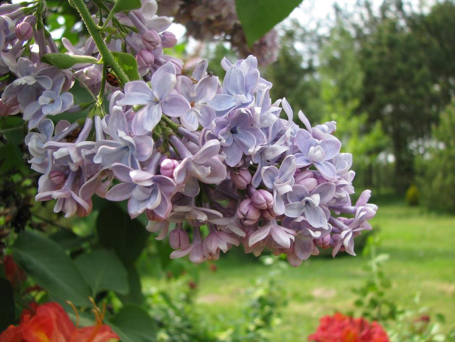 Flower Garden Plant