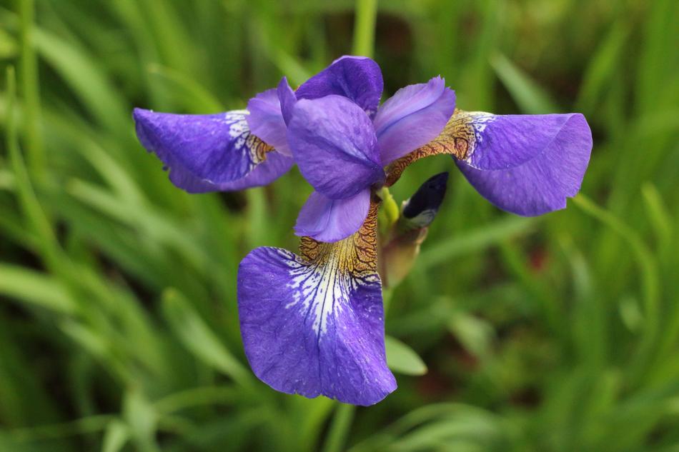 purple petals in green grass landscape