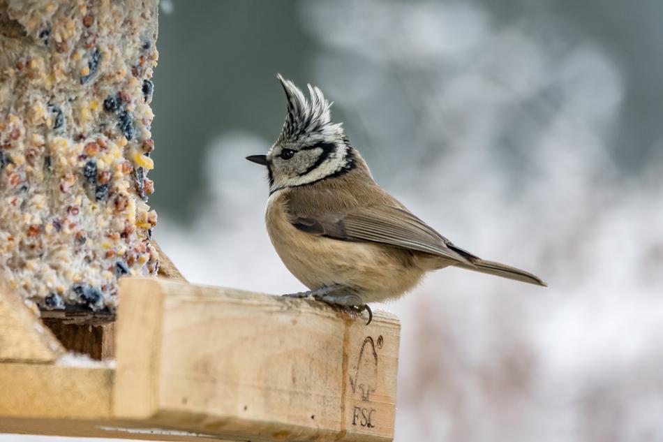 Nature Animal World Bird