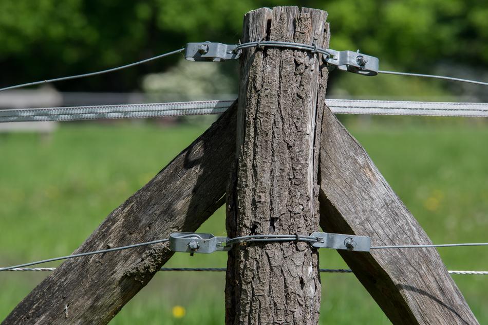 Fence Wood Nature