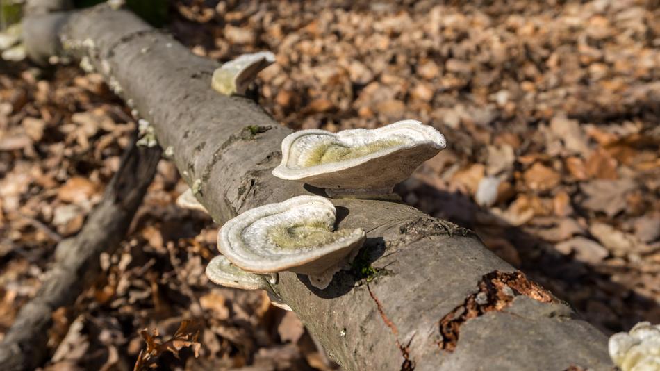 Nature Wood Tree Fungus