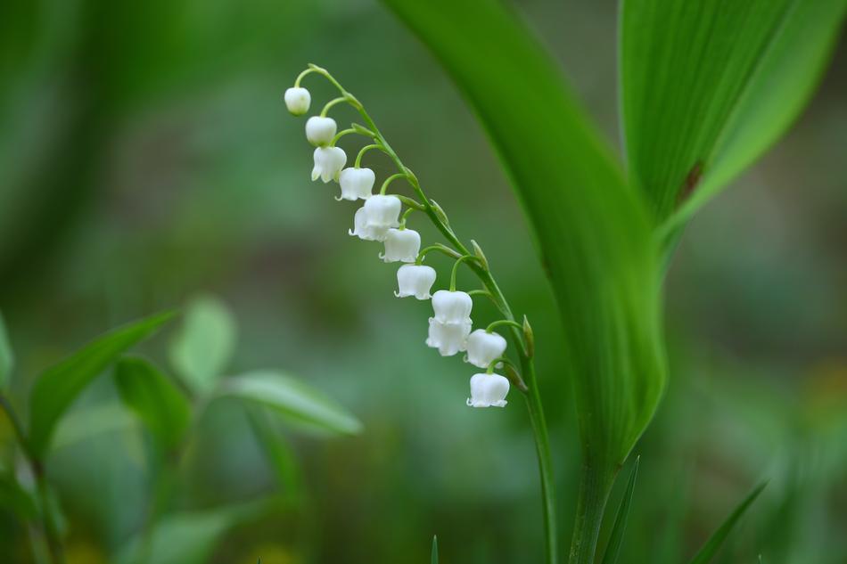 Nature Plants Leaf