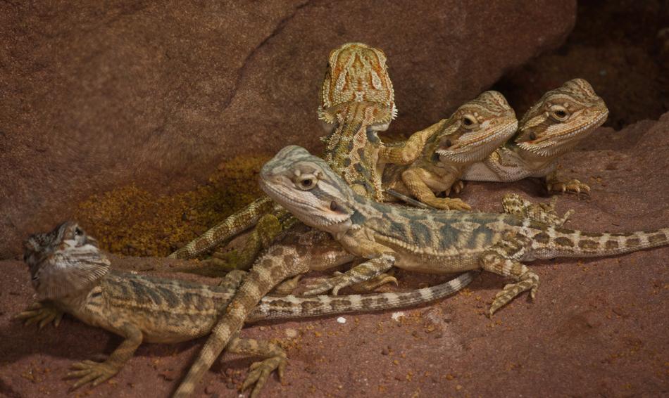Reptile Lizard Nature