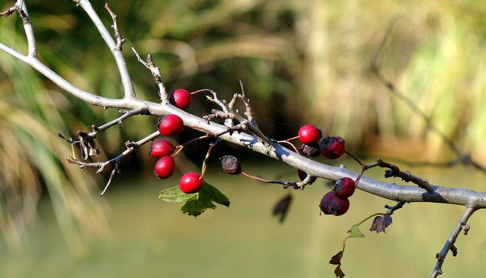 Nature Tree Branch
