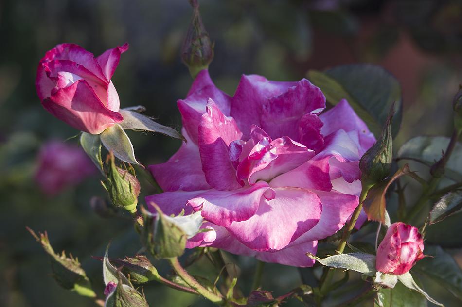 Flower Plant Nature