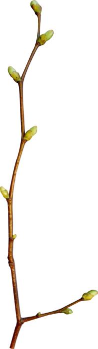 Spring Branch Greens