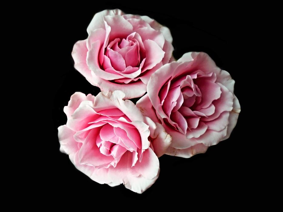 Rose Flower Petal