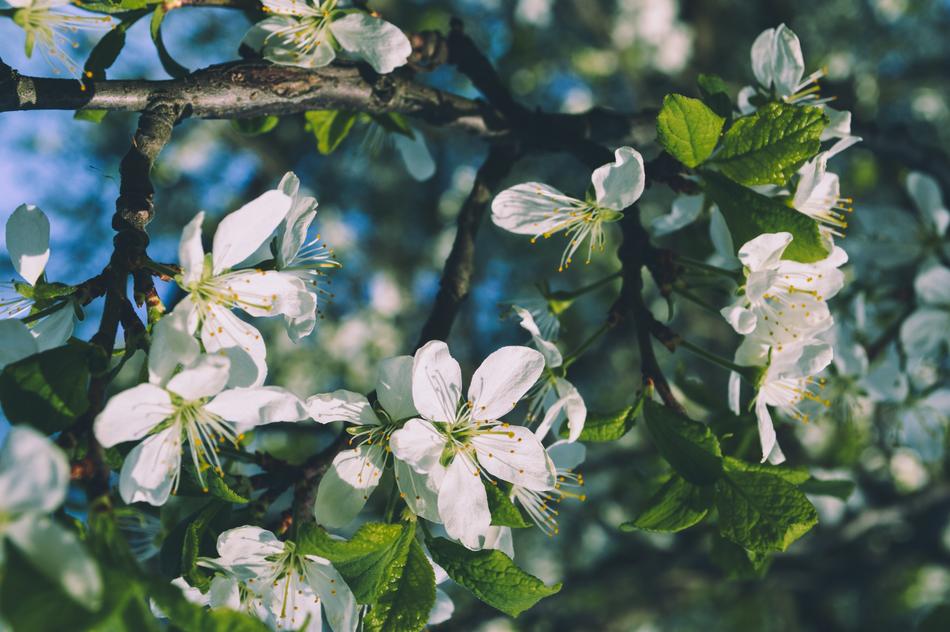 Flower Plant Nature
