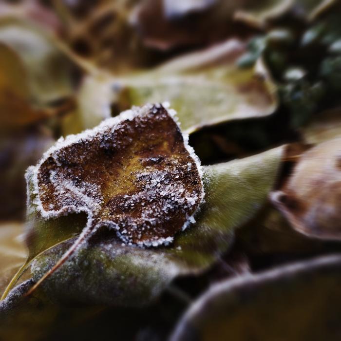 Nature Food Krupnyj Plan
