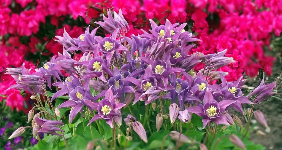 Flower Orlik Nature