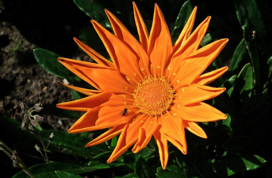 Plant Nature Flower
