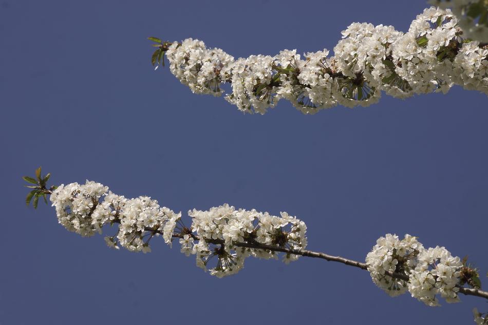 Blossom Cherry White
