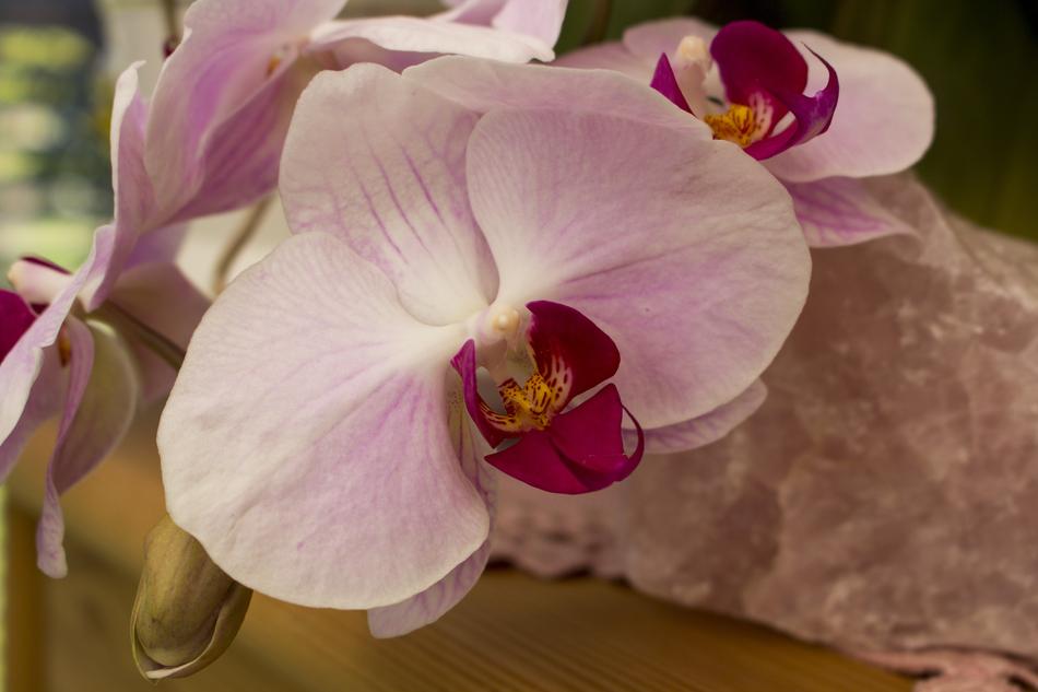 Flower Plant Nature