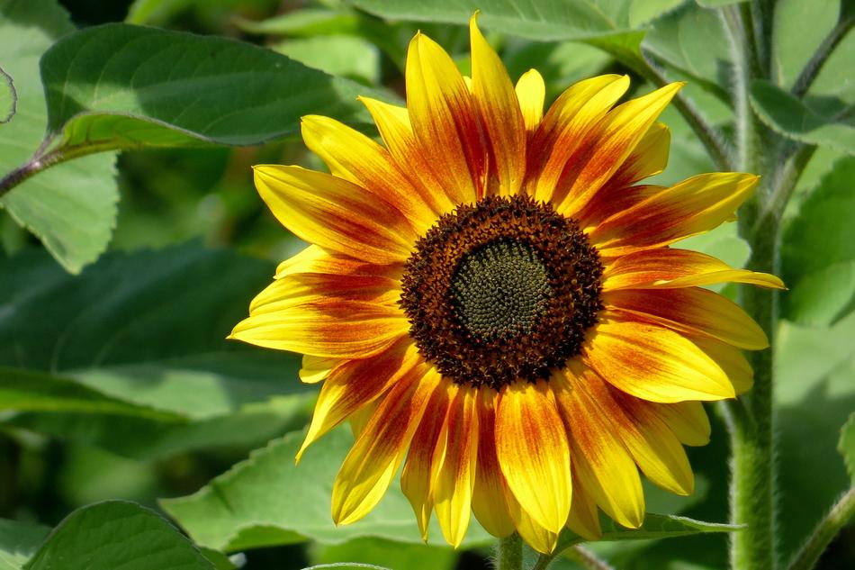 Sunflower Nature Flora