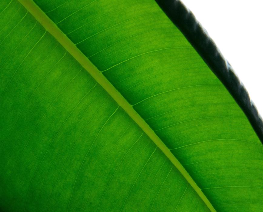 Leaf Wood Green The