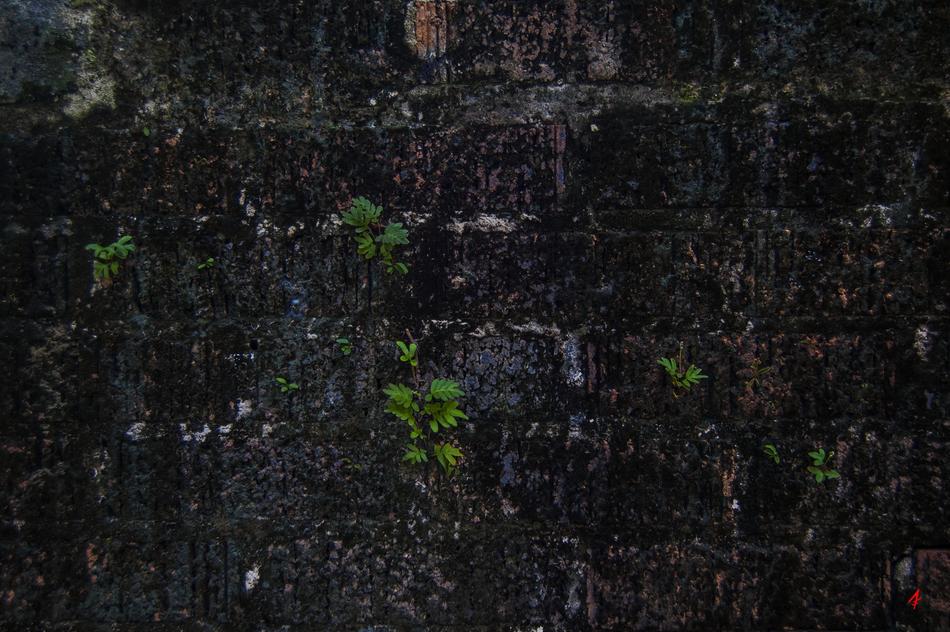 Brick Wall Algae